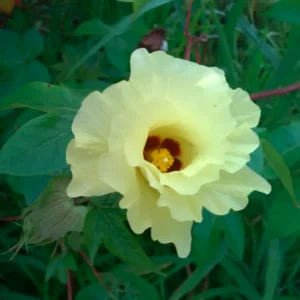 Parfemovany-olej-bavlnik-10-ml