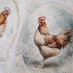 ryzovy-papir-slepice